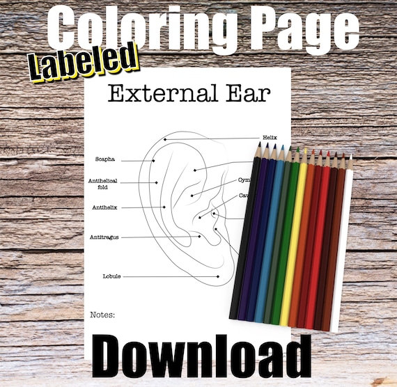 External ear anatomy coloring page labeled digital download
