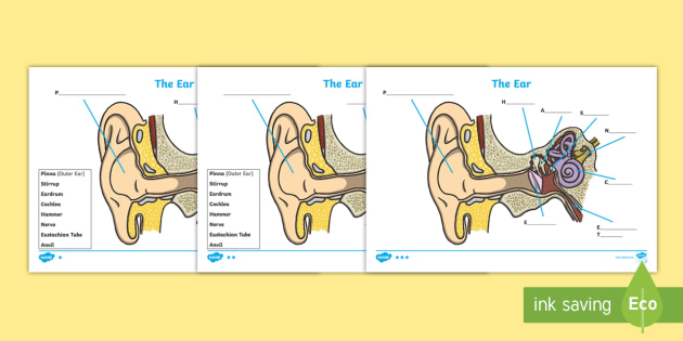 Ear diagram and labeling worksheet worksheet