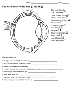 Anatomy of the eye coloring