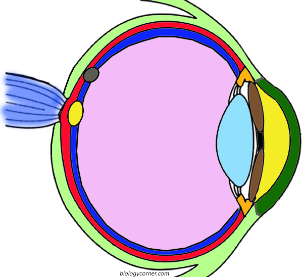 Anatomy of the eye coloring