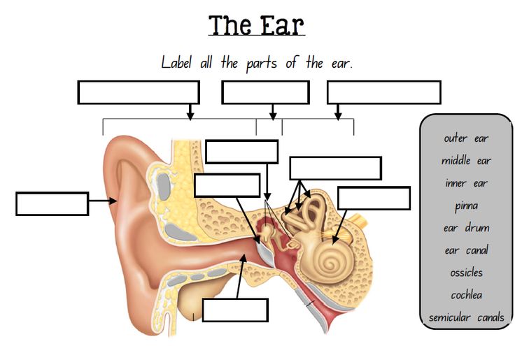 Labelling the ear
