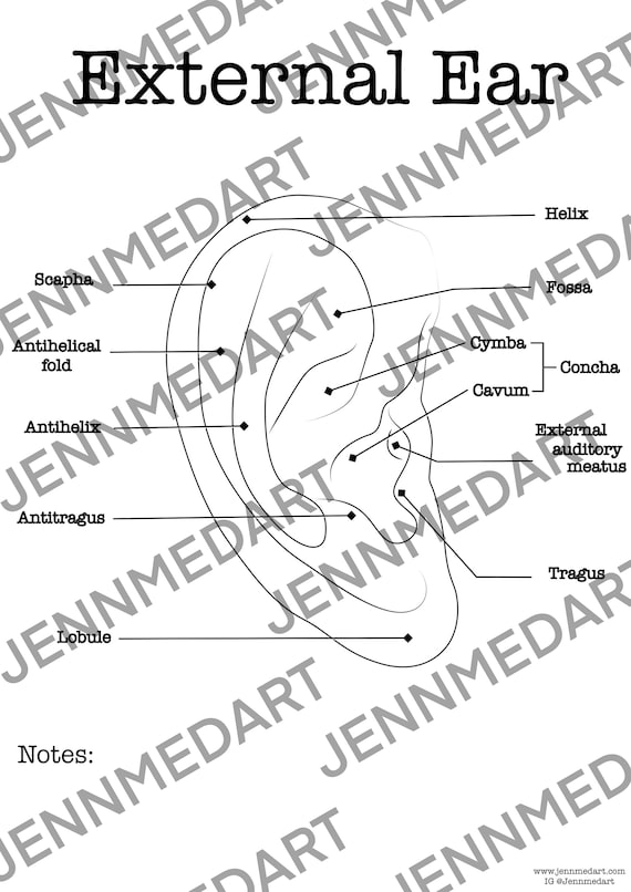 Buy external ear anatomy coloring page labeled digital download auricle anatomy outer ear diagram anatomy worksheet med rn student study guide online in india