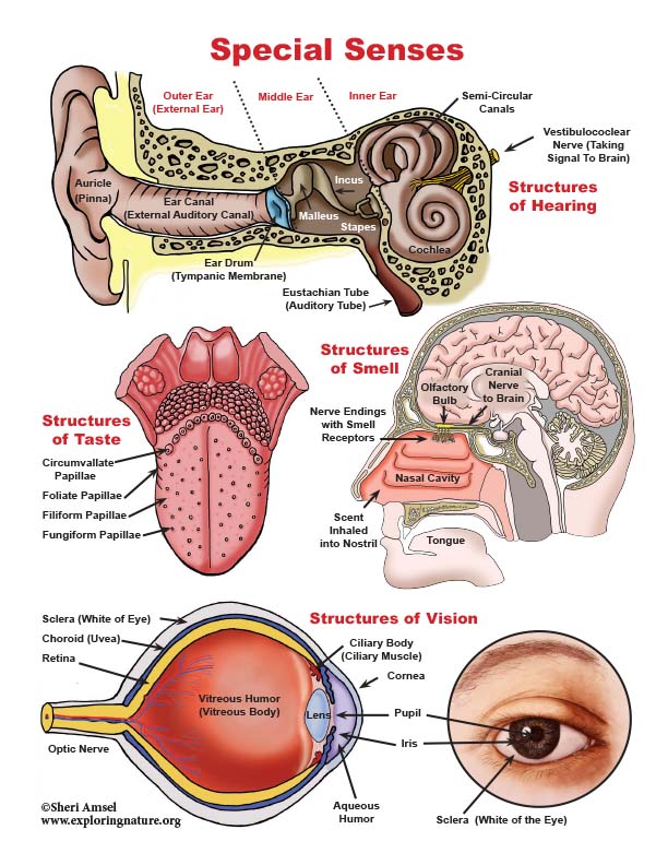 Special senses unit â reading diagrams worksheets