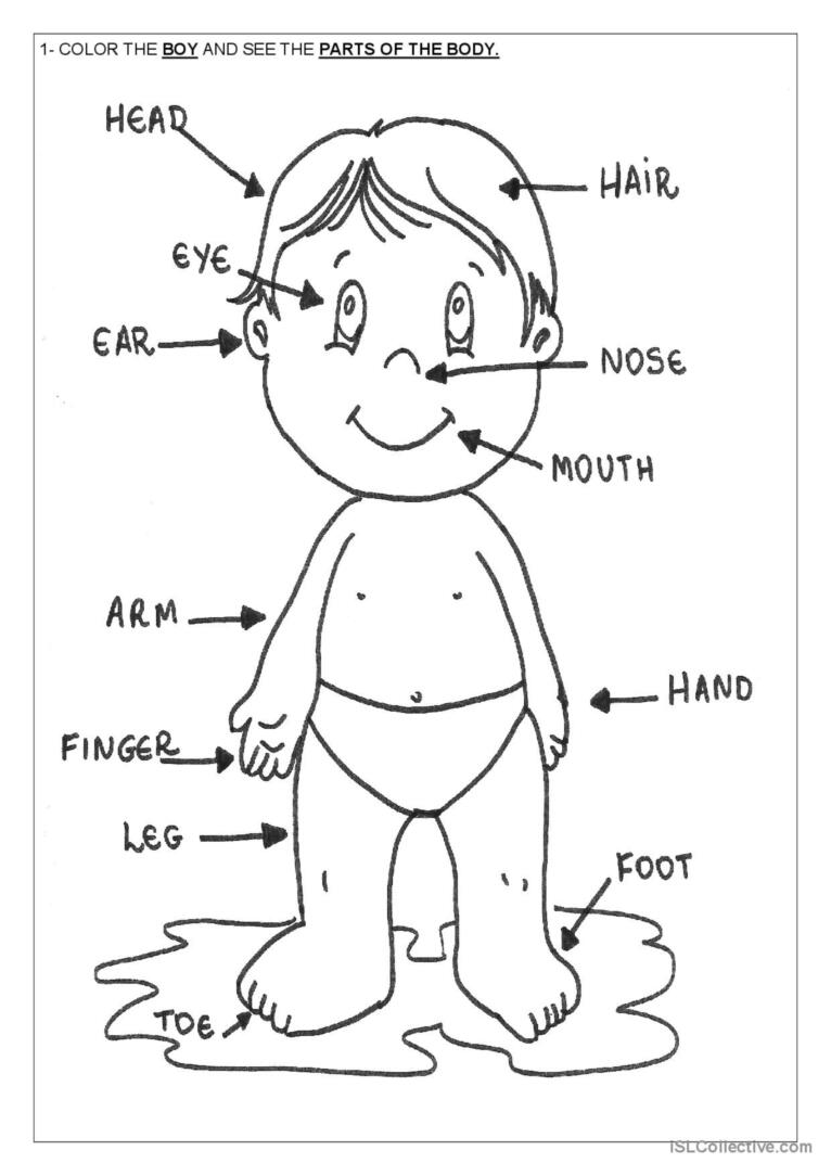Parts of the body glish esl worksheets pdf doc