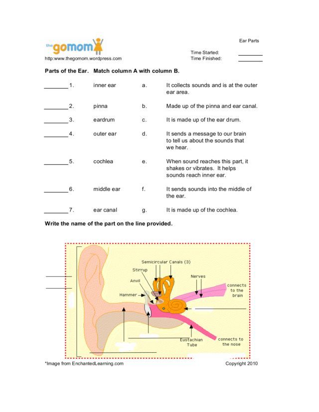 Ear parts rd