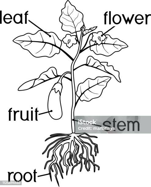Coloring page eggplant with leaves fruit root system and titles stock illustration