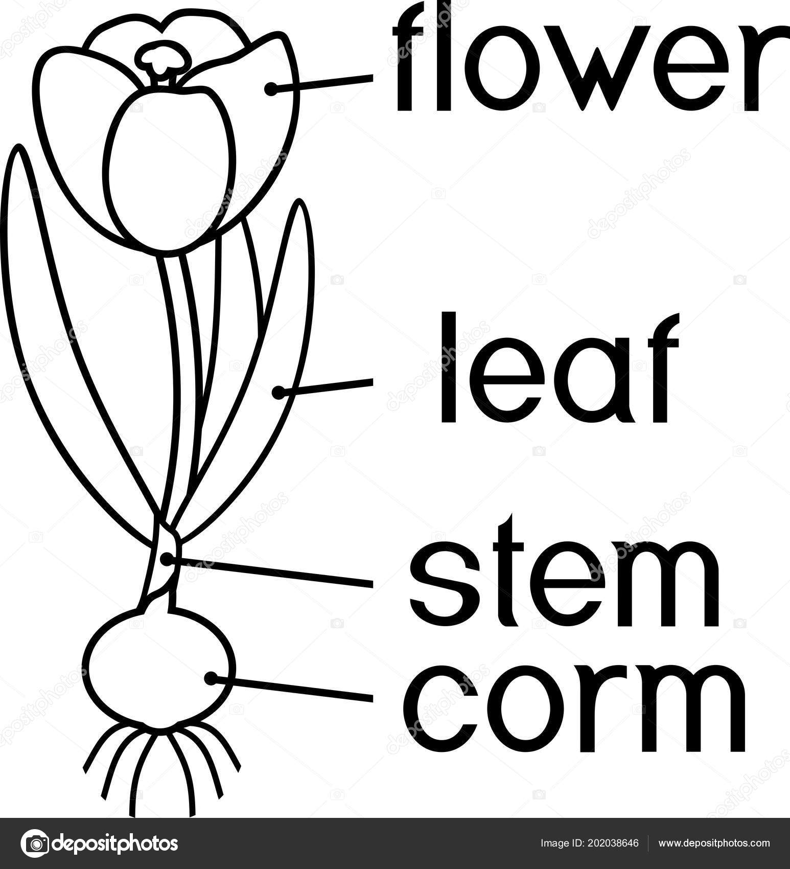 Parts plant oloring page morphology flowering crocus plant corm flower stock vector by mariaflaya