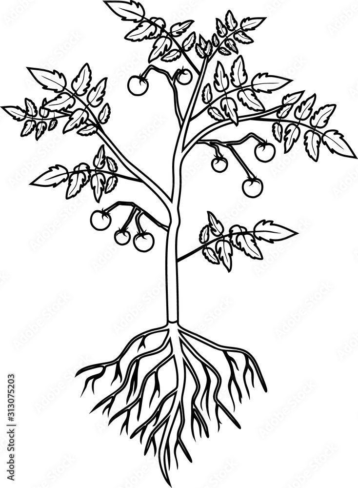 Coloring page tomato plant with leaf unripe tomatoes flowers and root system isolated on white background vector