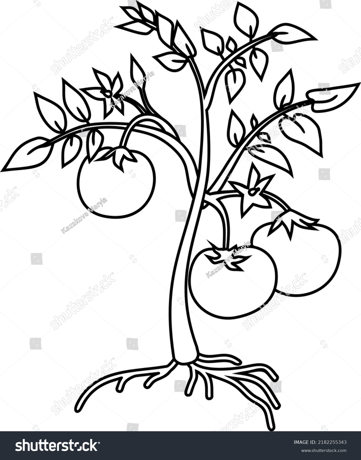 Tomato plant outline images stock photos d objects vectors