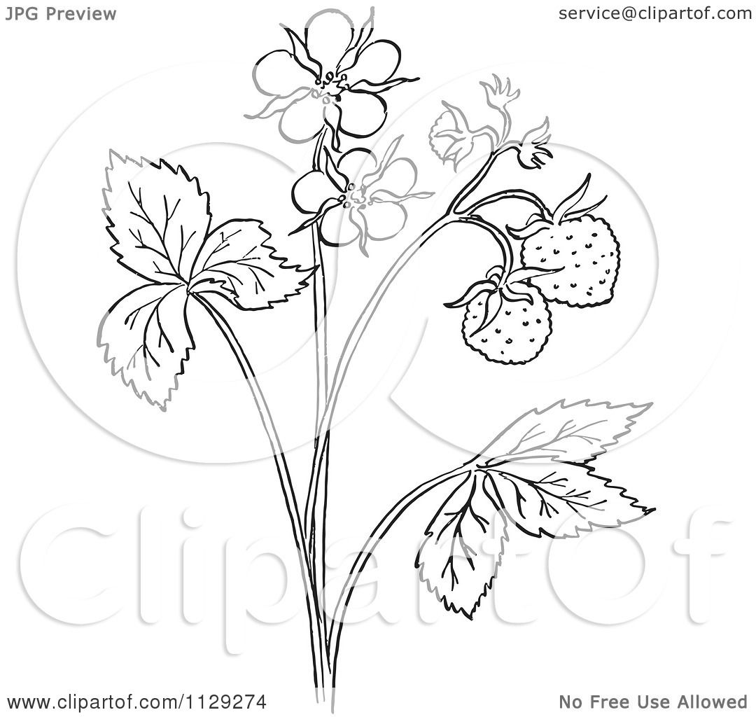 Cartoon clipart of an outlined strawberry plant with blossoms