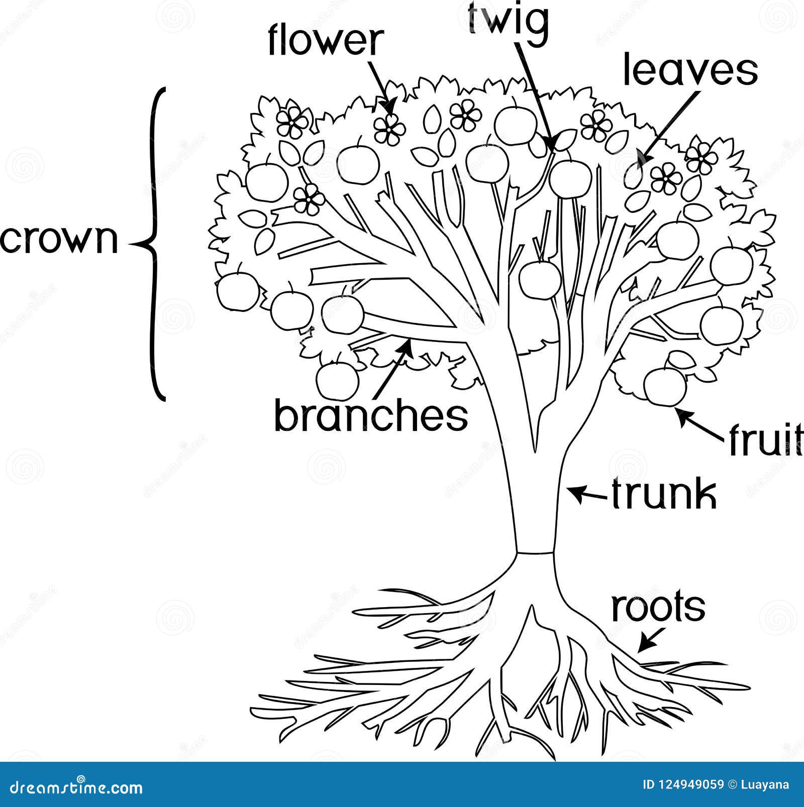 Coloring page parts of plant morphology of tree with crown root fruits and titles stock vector