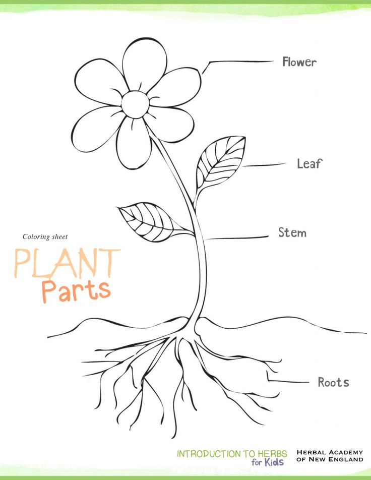 Parts of a plant coloring pages for kids