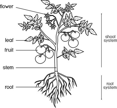 Coloring page parts of plant morphology of tomato plant with leaves fruits flowers and root system isolated on white background with titles vector