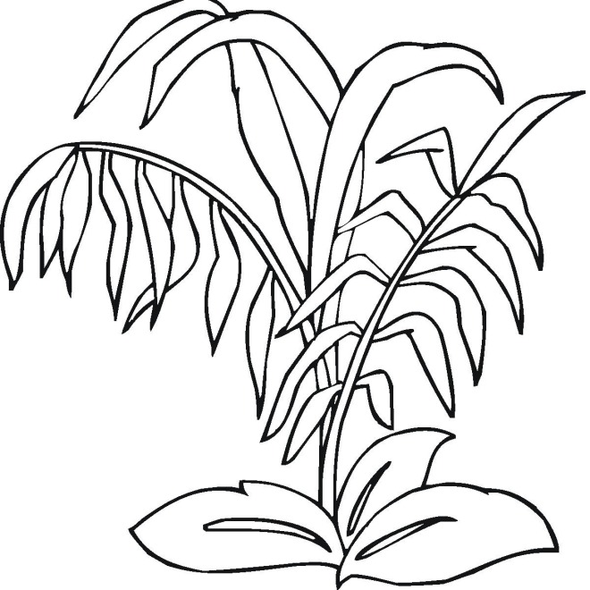 Free plants coloring pages