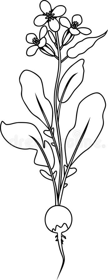 Coloring pages coloring page flowering radish plant coloring page