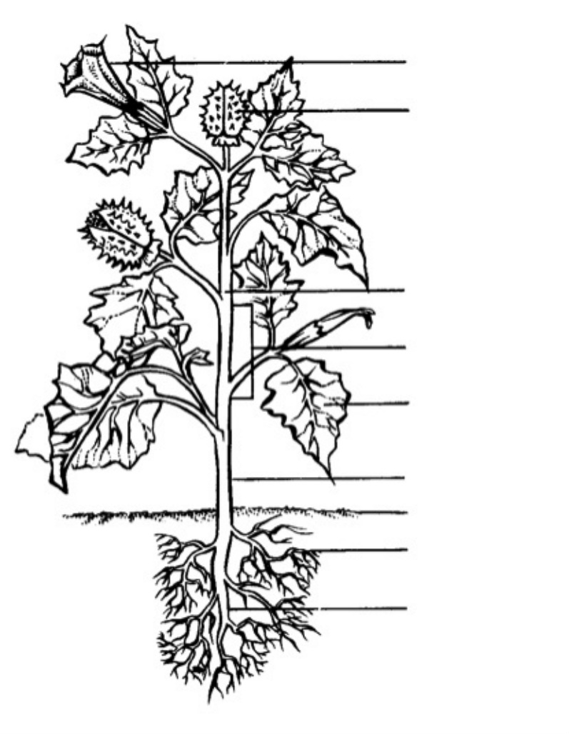 Parts of a plant worksheet