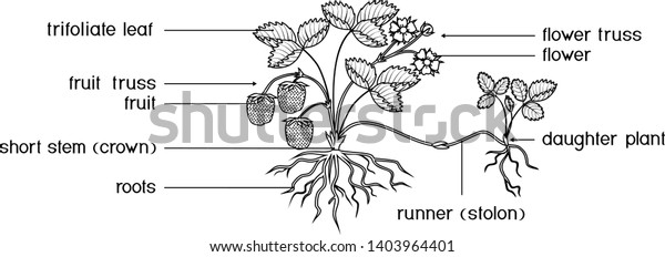Coloring page parts plant morphology garden stock vector royalty free