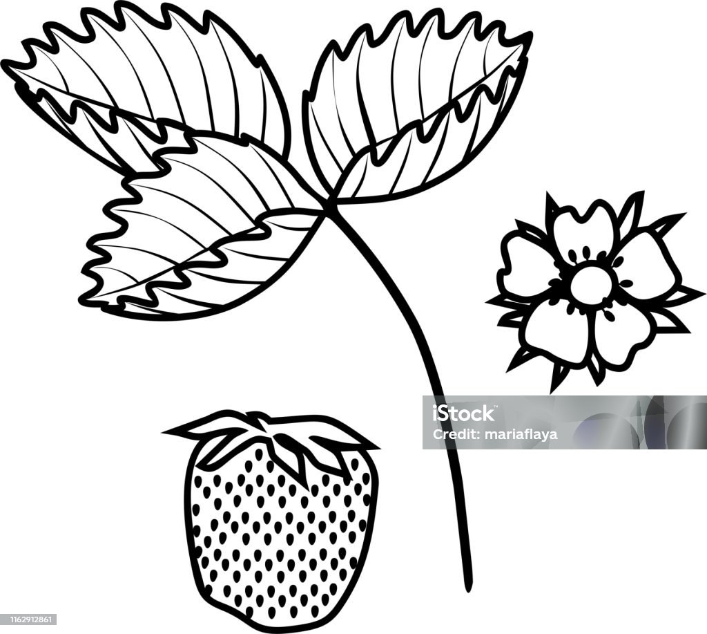 Coloring page with parts of plant strawberry leaf berry and flower stock illustration