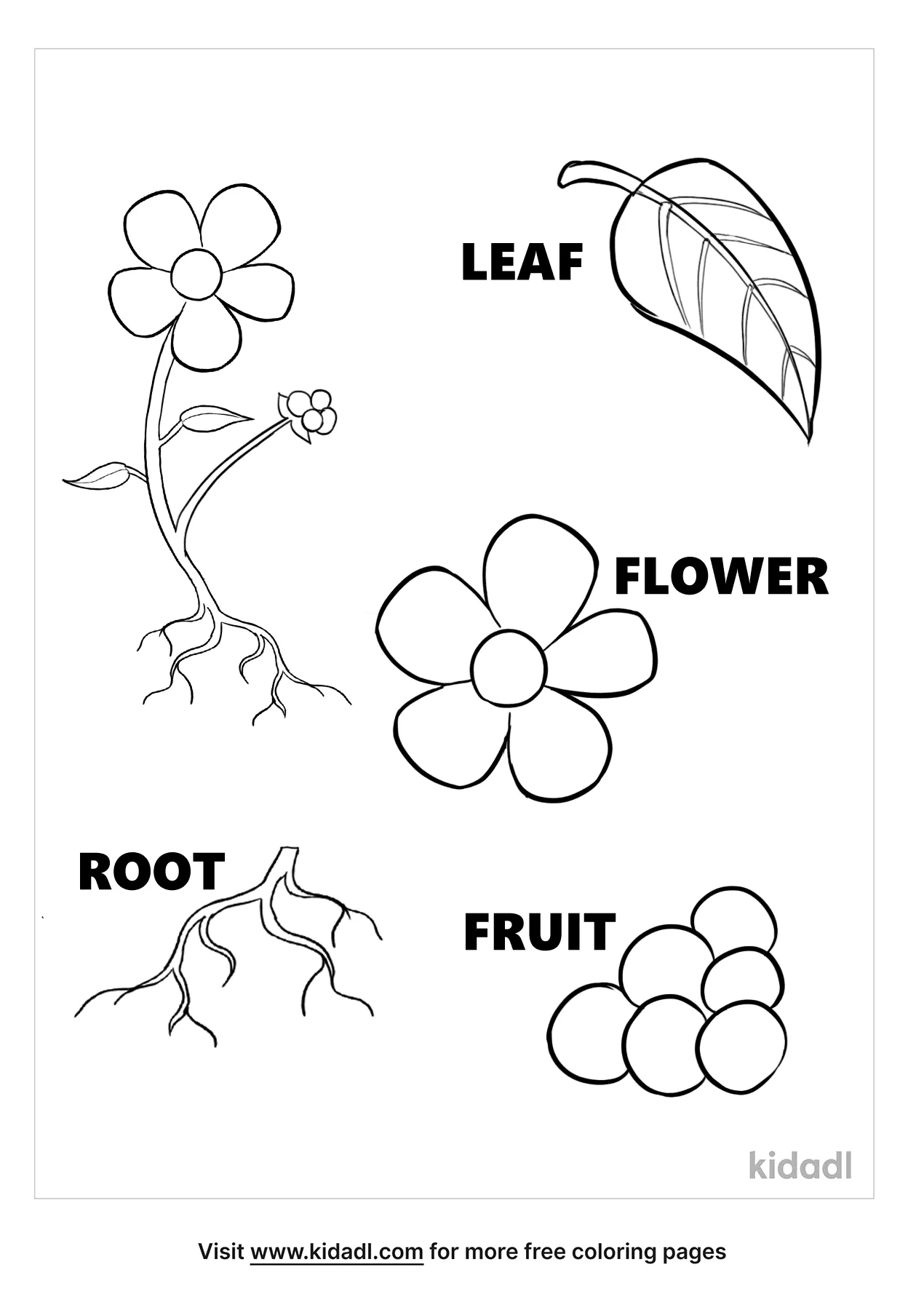 Free parts of a plant coloring page coloring page printables
