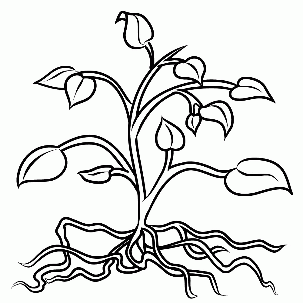 Colouring picture of plant