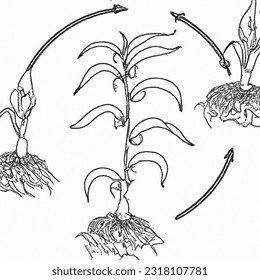Coloring page parts plant morphology pepper stock vector royalty free