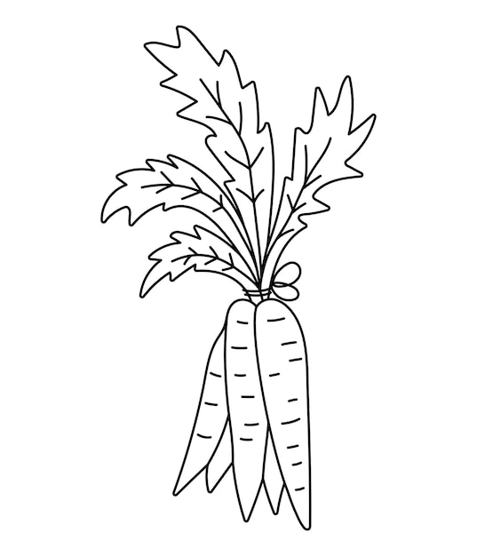 Premium vector vector black and white bunch of carrot icon healthy root vegetable outline illustration or coloring page food clip art cute plant isolated on white backgroundxa