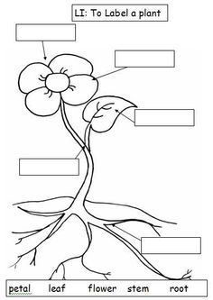 Black and white plant parts diagram sketch coloring page plants worksheets parts of a plant parts of a flower