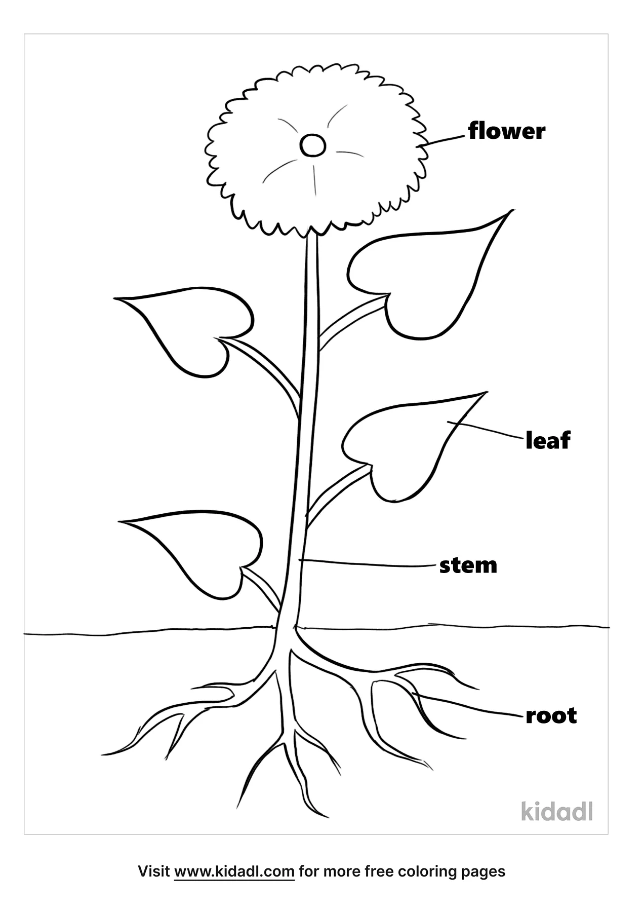 Free parts of a plant coloring page coloring page printables