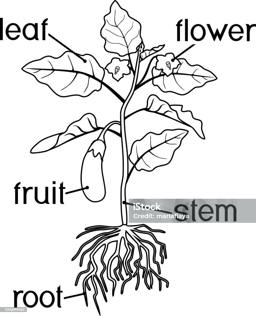 Coloring page eggplant with leaves fruit root system and titles stock illustration