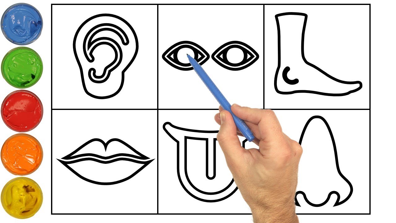 Color and learn body parts drawing painting coloring for kids toddlers how to draw