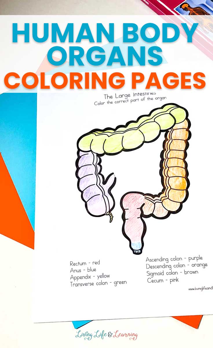 Human body organs coloring pages for kids