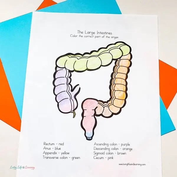 Fun body parts activities for preschoolers