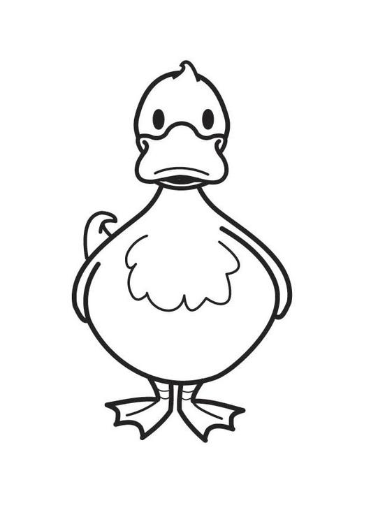 Coloring page duck