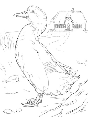 Domestic duck coloring page free printable coloring pages
