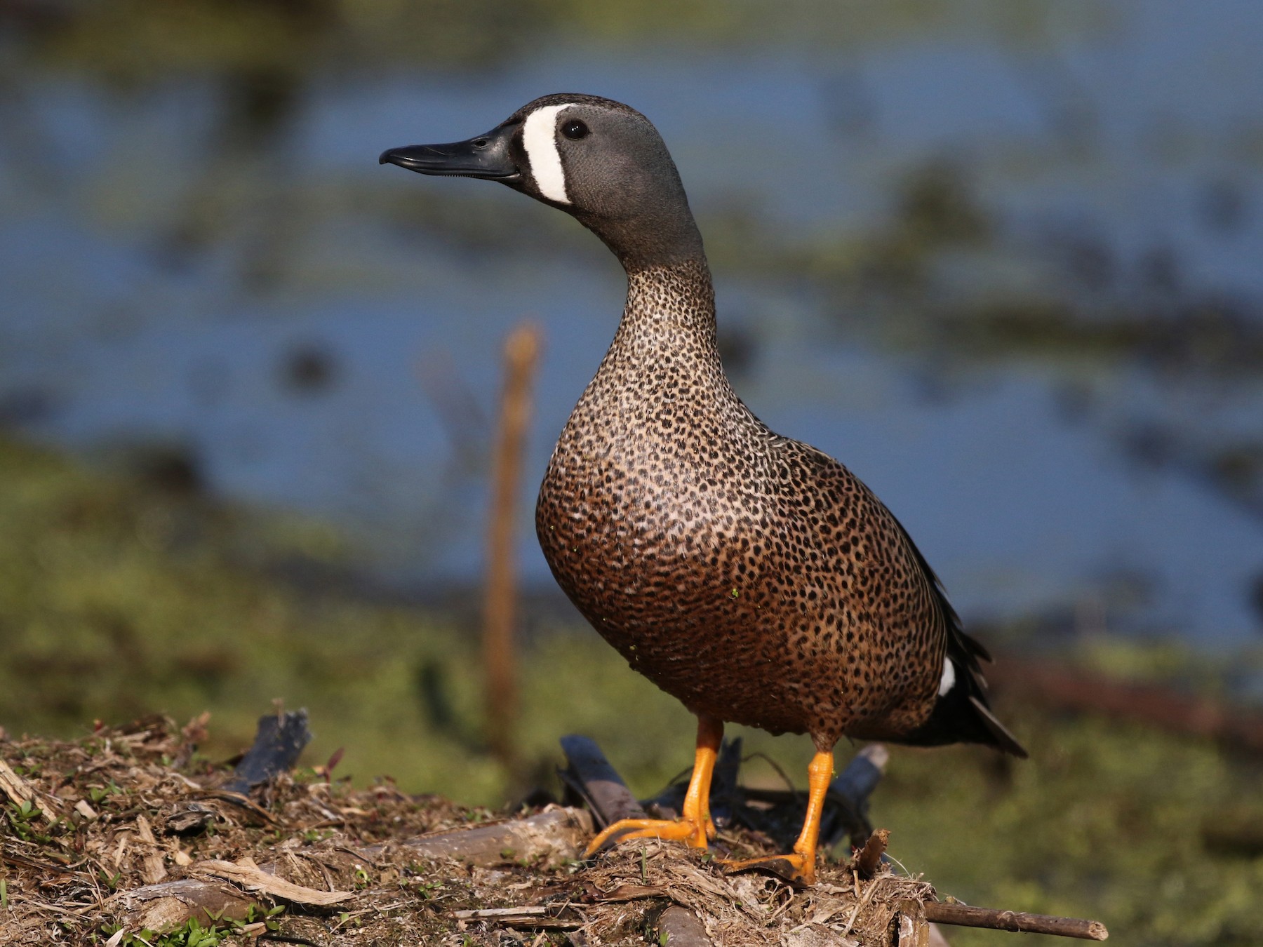 Pato de la florida