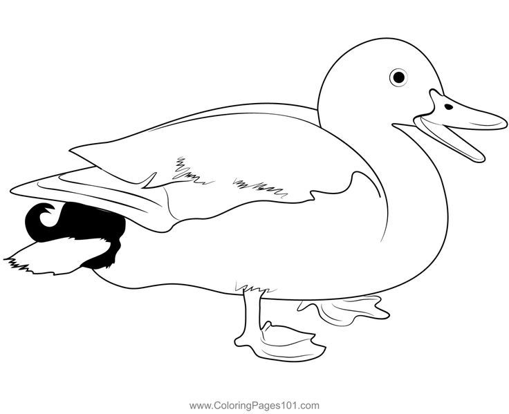 Pato duck coloring page coloring pages pato duck printable coloring pages