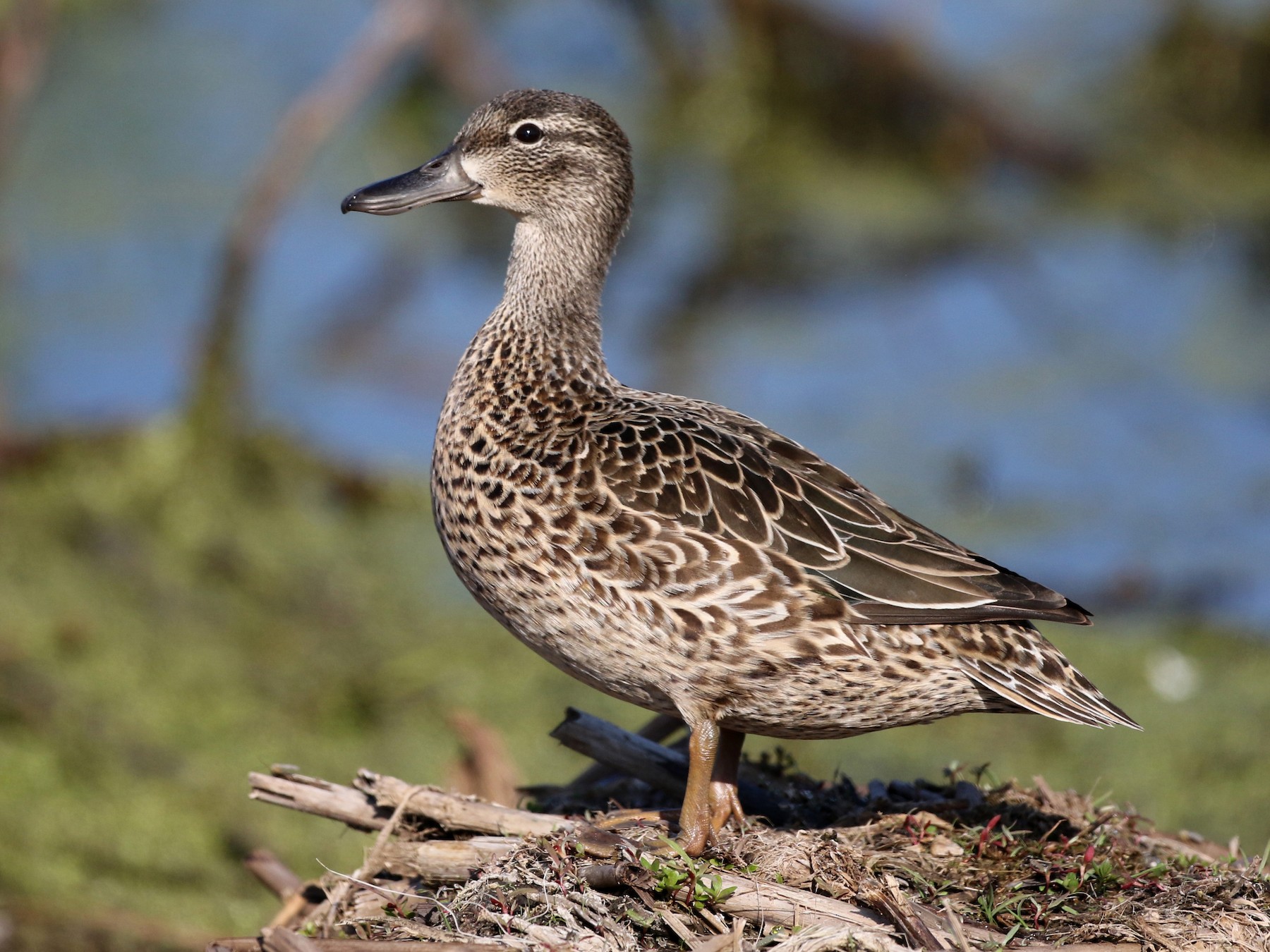 Pato de la florida