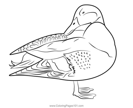Pato duck coloring page coloring pages pato duck printable coloring pages