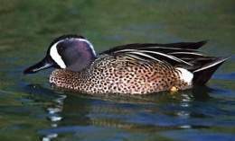 Pato de la florida
