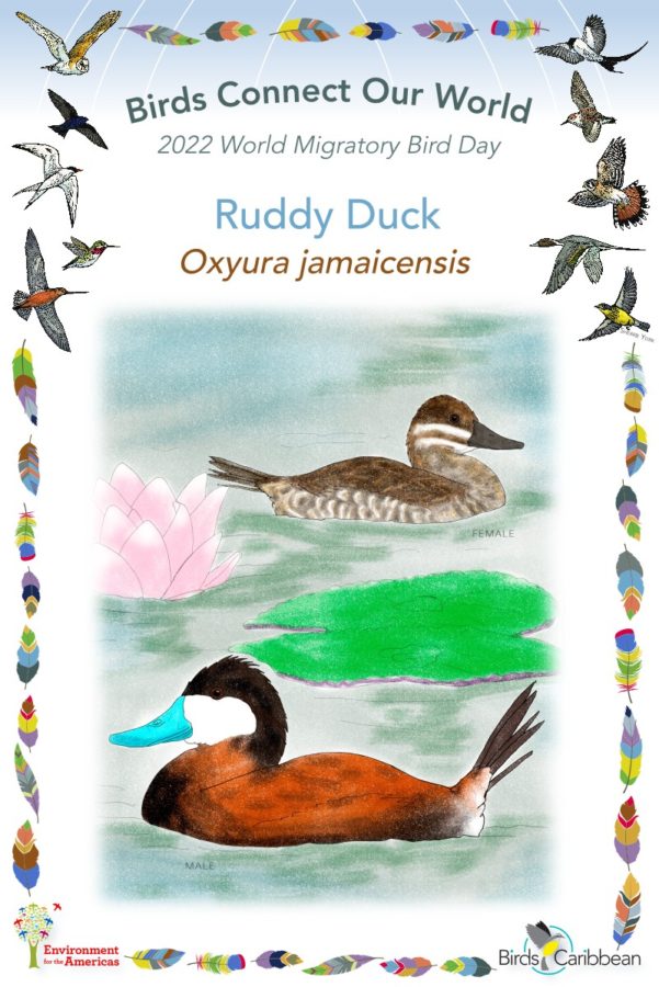 Migratory birds â page â