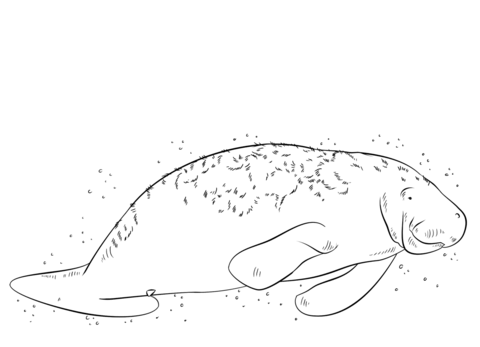 Florida manatee coloring page free printable coloring pages
