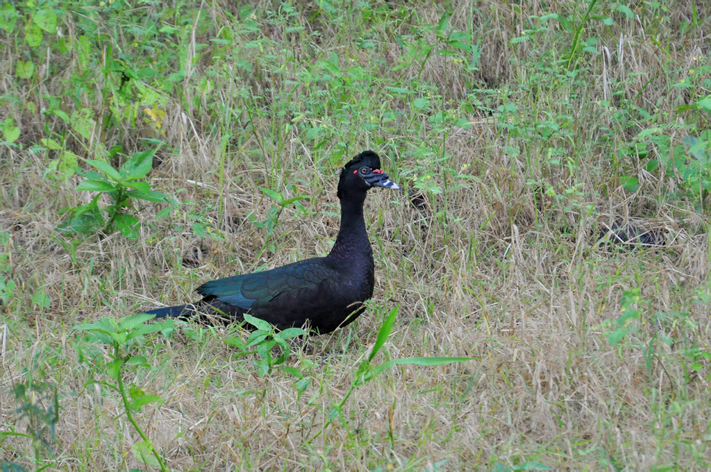 Muscovy duck clay hill memorial forest birds