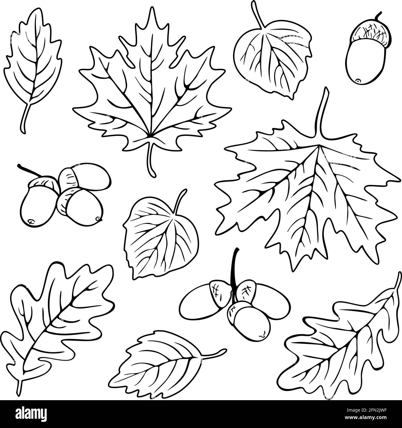 Vector collection of different leaves silhouettes fall season design for coloring book stock vector image art