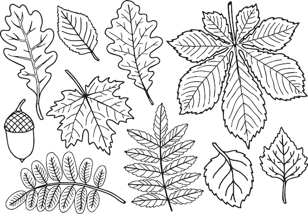Premium vector handdrawn coloring page black and white autumn leaves set