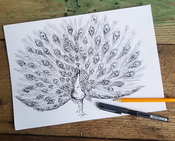 Animal drawing print printable peacock wall art dibujo para colorear boceto de pavo real impresiãn de arte digital pintura de pavo real dibujo de lãnea de pavo real