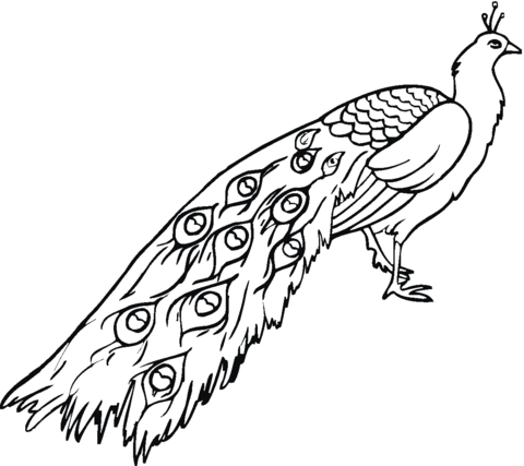 Dibujo de pavo real para colorear dibujos para colorear imprimir gratis