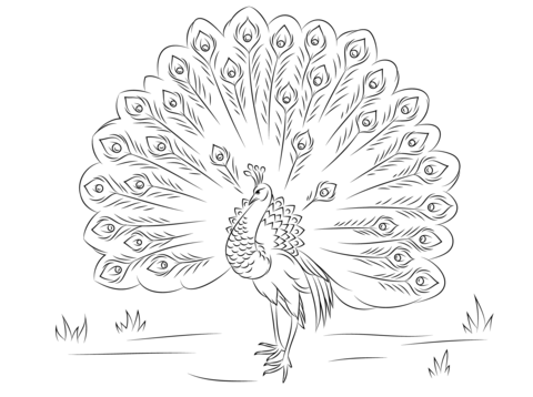 Dibujo de bonito pavo real para colorear dibujos para colorear imprimir gratis
