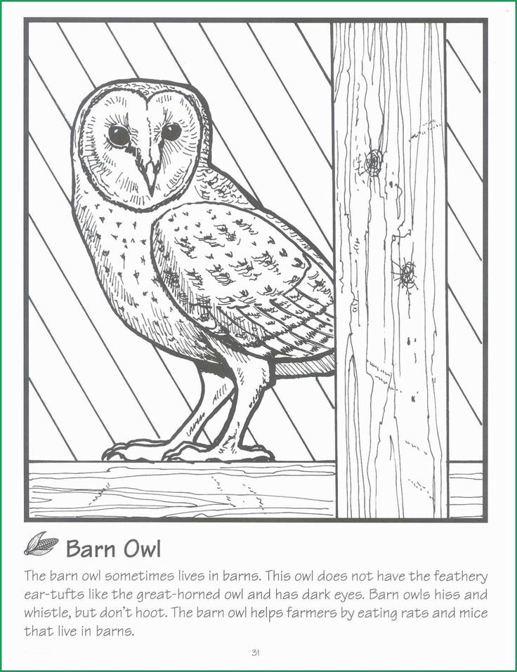 Best photo of owl coloring pages for adults
