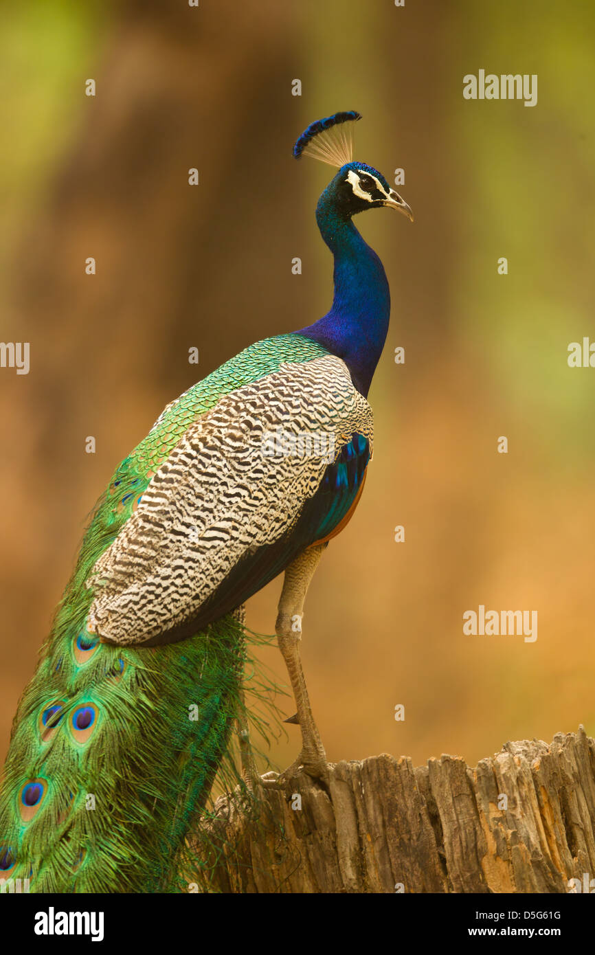 Pavo real sentado en un ãrbol fotografãas e imãgen de alta roluciãn