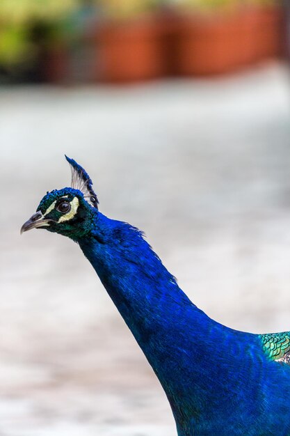 Pãgina imãgen de pavos real
